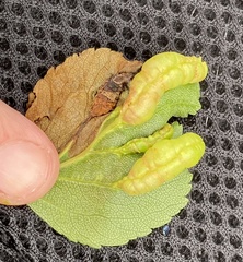 Blaesodiplosis venae