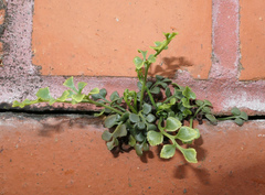 Asplenium ruta-muraria