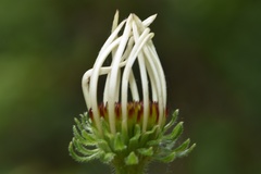 Echinacea sanguinea