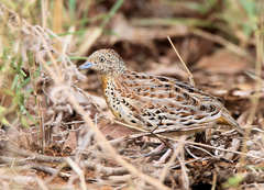Turnix sylvaticus