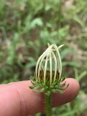 Echinacea sanguinea
