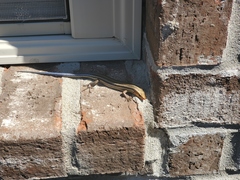 Plestiodon fasciatus