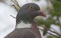 Columba palumbus