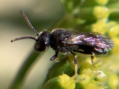 Anthophila