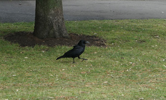 Corvus corone