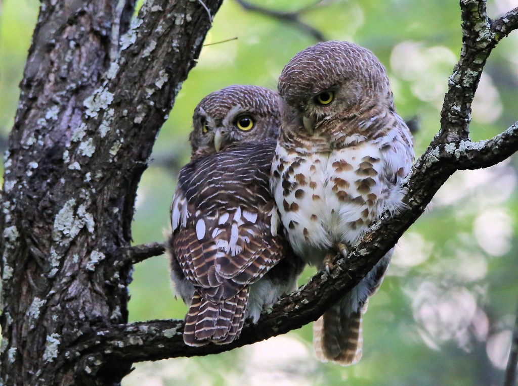African Barred Owlet photo