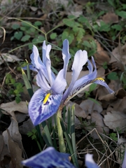 Iris histrio