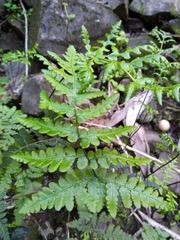 Pentagramma triangularis triangularis