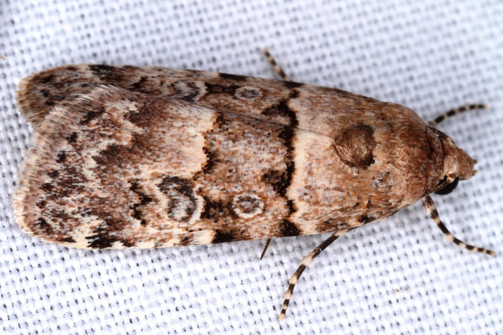 Copibryophila