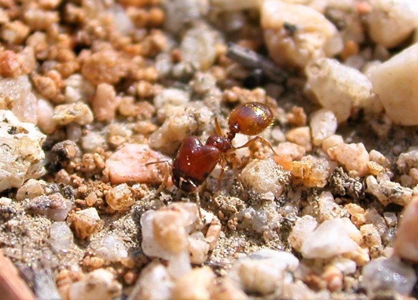 Pheidole gilvescens