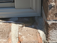 Plestiodon fasciatus