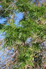 Thouinidium decandrum