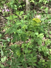 Thaspium barbinode