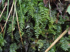 Hymenophyllum polyanthos