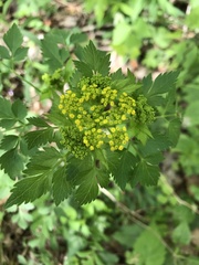 Thaspium barbinode