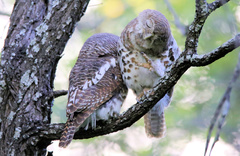 Glaucidium capense ngamiense