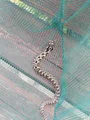 Heterodon