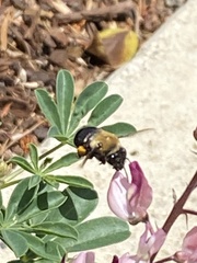 Habropoda tristissima