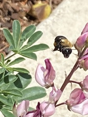 Habropoda tristissima