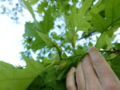 Melikaiella tumifica