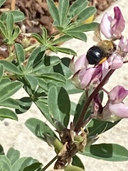 Habropoda tristissima