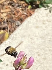 Habropoda tristissima