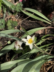 Tulipa turkestanica