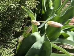 Tulipa turkestanica