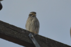 Spiziapteryx circumcincta