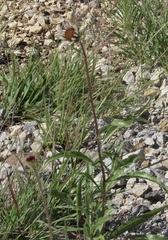 Echinacea angustifolia