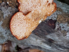 Neofavolus alveolaris