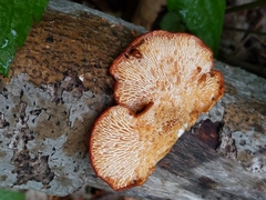 Neofavolus alveolaris