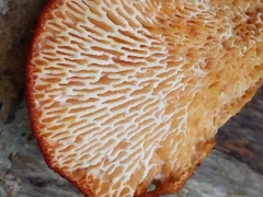 Neofavolus alveolaris