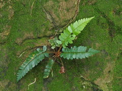 Polystichum biaristatum