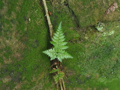 Dryopteris formosana