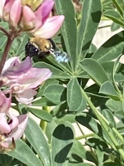 Habropoda tristissima