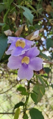 Thunbergia grandiflora