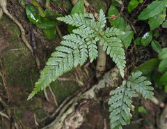 Dryopteris formosana
