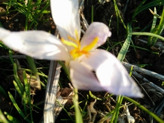 Crocus cancellatus