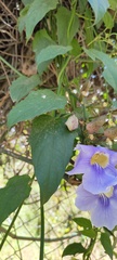 Thunbergia grandiflora