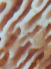 Neofavolus alveolaris