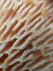 Neofavolus alveolaris