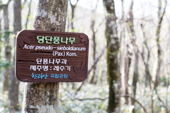 Acer pseudosieboldianum