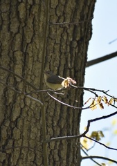 Vireo philadelphicus