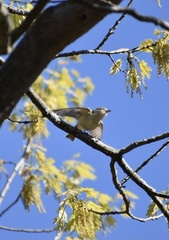 Vireo philadelphicus