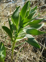 Fritillaria persica