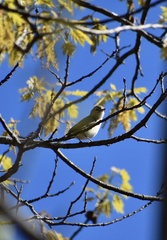 Vireo philadelphicus