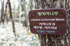 Carpinus tschonoskii