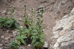 Phacelia ixodes