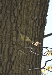 Vireo philadelphicus